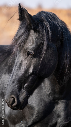portrait of a horse © Александр Ульман