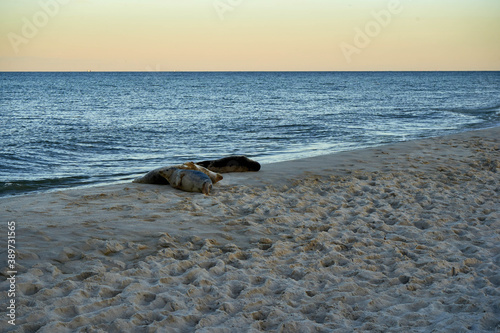Fototapeta Naklejka Na Ścianę i Meble -  seal
