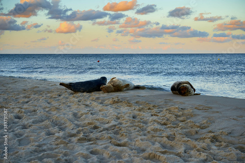 Fototapeta Naklejka Na Ścianę i Meble -  seal