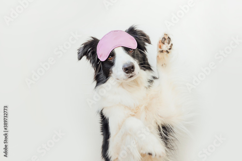 Do not disturb me, let me sleep. Funny cute smiling puppy dog border collie with sleeping eye mask isolated on white background. Rest, good night, siesta, insomnia, relaxation, tired, travel concept.