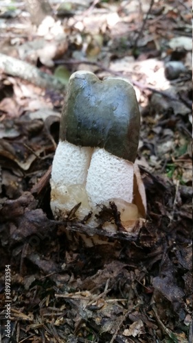 Nature. Mushrooms