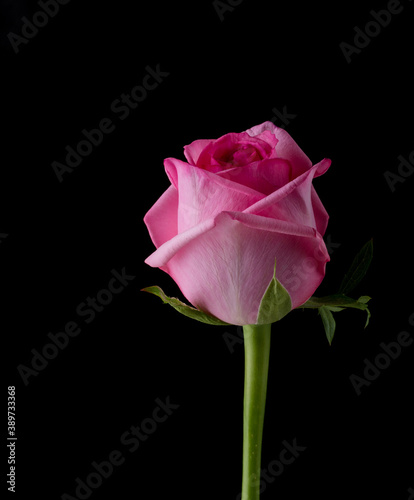 drops on roses. Abstract flower with pink rose on black background - Valentines  Mothers day  anniversary  condolence card. Beautiful rose. close up roses . red kamala . panorama