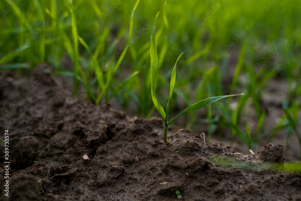 Close up young green wheat seedlings growing in a soil on a field in a sunset. Close up on sprouting rye agriculture on a field in sunset. Sprouts of rye. Wheat grows in chernozem planted in autumn. Close up young green wheat seedlings growing in a soil on a field in a sunset. Close up on sprouting rye agriculture on a field in sunset. Sprouts of rye. Wheat grows in chernozem planted in autumn.