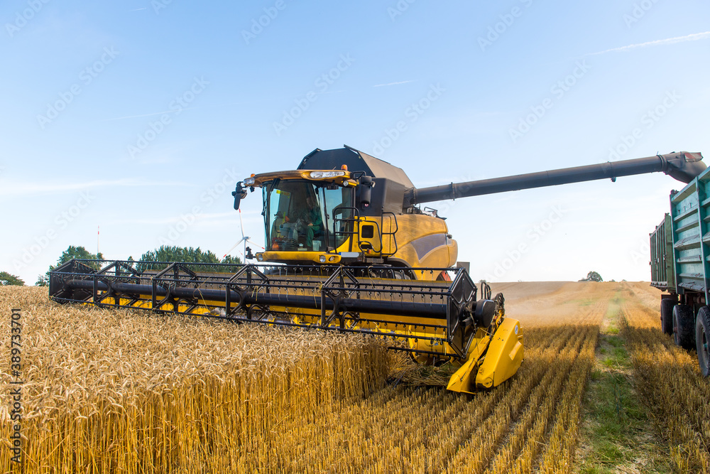 Fototapeta premium Mähdrescher bei der Ernte