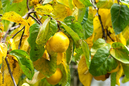 Ripe yellow quince fruit on a tree