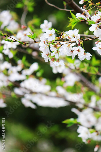 Close up photo of cherry blossoms in full bloom