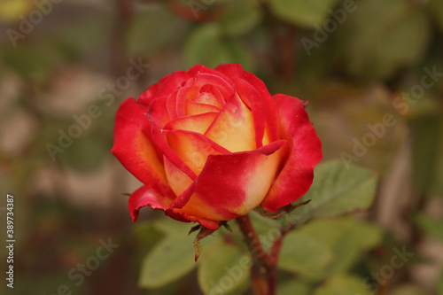 Blooming orange rose in sinlight growing in the garden