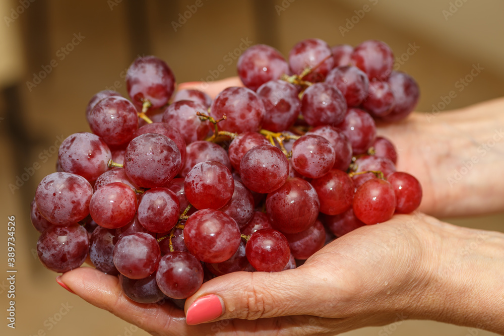 Fototapeta premium Bunch of grapes in the hands of a girl. Handpicked ripe grapes closeup. Fresh juicy berries. Healthy organic sweet fruit. Delicious autumn natural dessert. Vitamins diet for woman