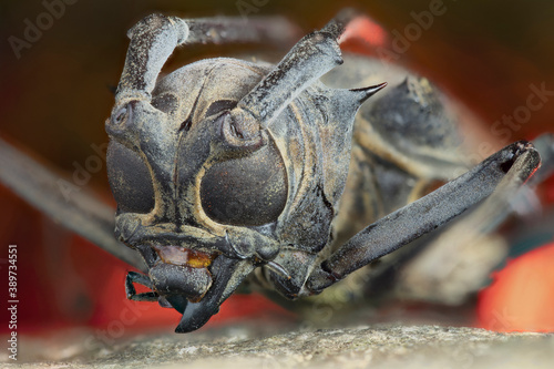 Tableau sur toile Longhorn beetle