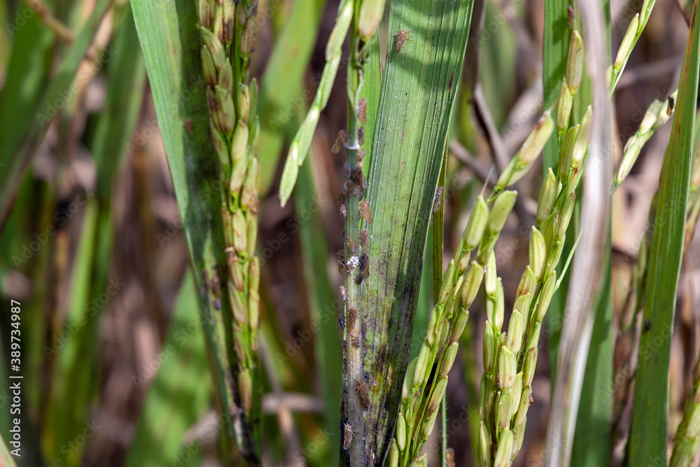 Brown plant hoppers on rice plant in Java island, Indonesia