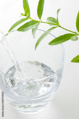 グラスに入った水と葉
