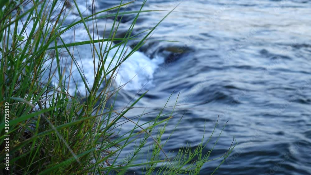 Yellow-green tall grass growing on the bank, against the backdrop of a fast-flowing river Yellow-green tall grass growing on the bank, against the backdrop of a fast-flowing river
