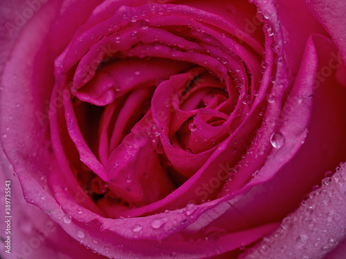 drops on roses. Abstract flower with pink rose on black background - Valentines, Mothers day, anniversary, condolence card. Beautiful rose. close up roses . red kamala . panorama