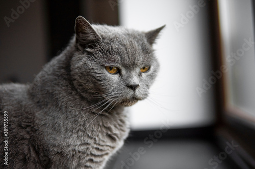 Gray chartreux cat with a yellow eyes sit in apartment and looking in a window.