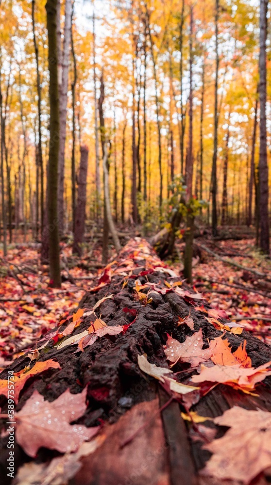 autumn in the woods autumn in the woods