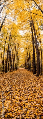 Vertical panorama of a forest in Canada in Autumn 