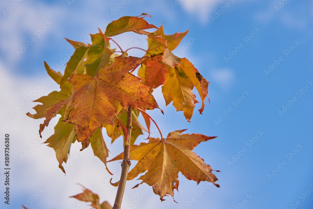 A maple branch with bright autumn leaves against a blue cloudy sky.