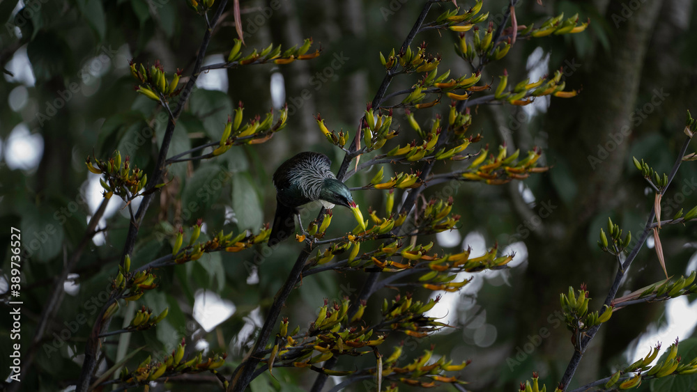 Obraz premium New Zealand Tui on a flax 