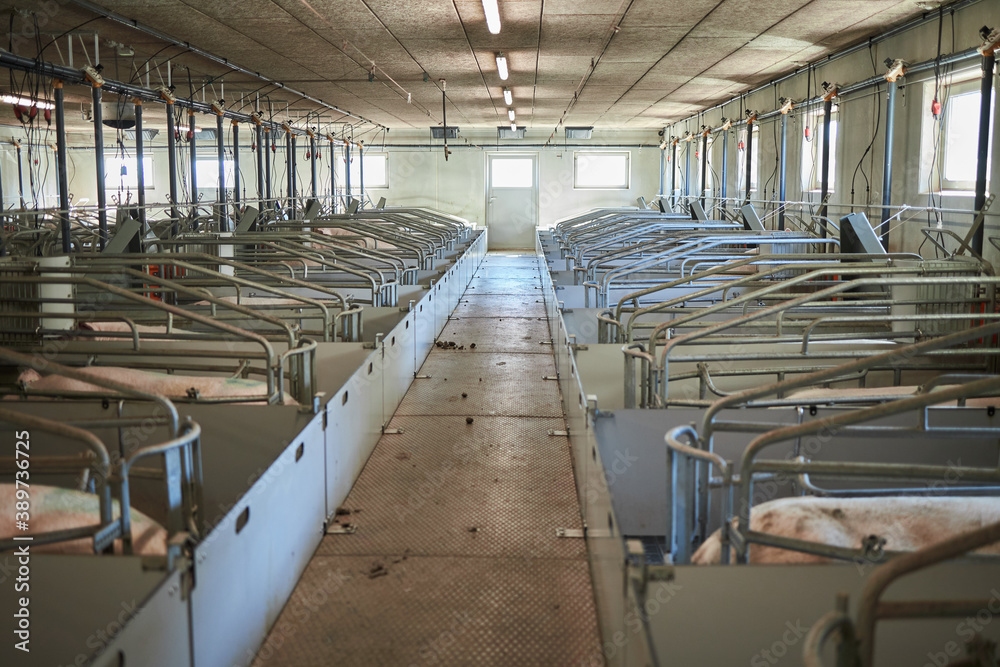 Fototapeta premium Pigs on a farm
