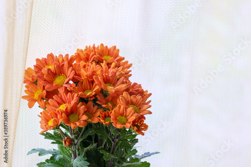 窓辺に置いた菊の花束