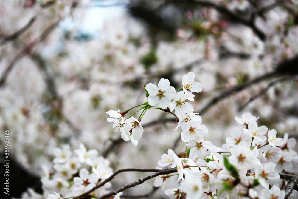 Close up photo of cherry blossoms in full bloom Close up photo of cherry blossoms in full bloom
