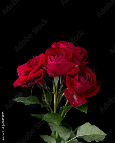 Fototapeta Naklejka Na Ścianę i Meble -  drops on roses. Abstract flower with pink , redrose on black background - Valentines, Mothers day, anniversary, condolence card. Beautiful rose. close up roses . red kamala . panorama