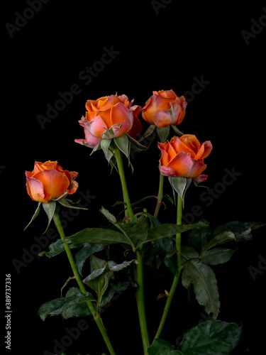 red roses  rose flower  blossom  macro  march 8  valentine  woman s day  black background  blooming  roses background  banner  panorama  flora  bloom  blossom out  blurred  botany  bush  closeup  cong