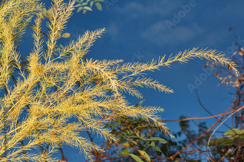 Yellowed branches of asparagus  lat. Asparagus officinalis  on a background of blue sky.