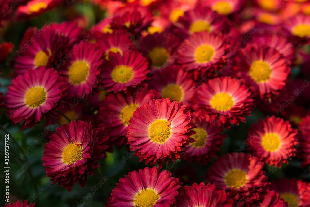 Background of purple chrysanthemums with an orange core close-up view from above. Chrysanthemums bloom in the garden in autumn. Colorful autumn floral design. Autumn garden of pink chrysanthemums.