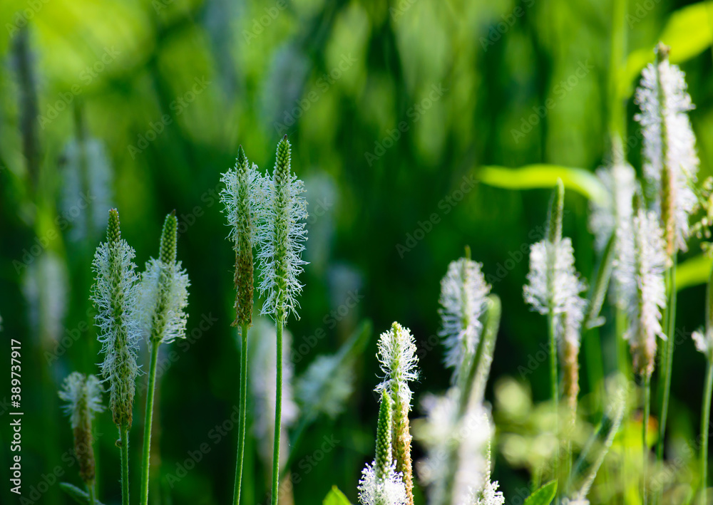 blooming tender field spikelets in green grass
blooming tender field spikelets in green grass
