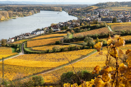 Blick von Weinbergen in Rheinhessen auf Nierstein und den Rhein photo