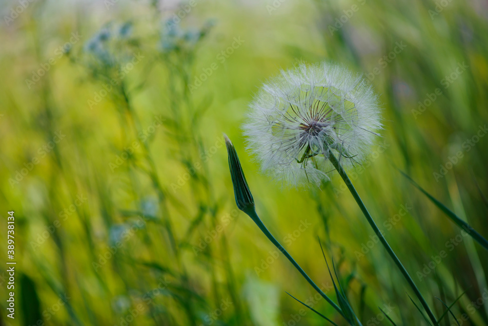 
beautiful delicate white field dandelion in the grass