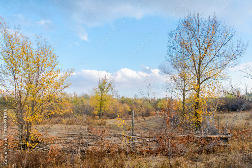 autumn forest landscape with blue sky background