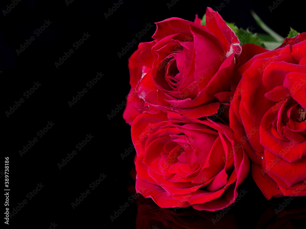 drops on roses. Abstract flower with pink , redrose on black background - Valentines, Mothers day, anniversary, condolence card. Beautiful rose. close up roses . red kamala . panorama