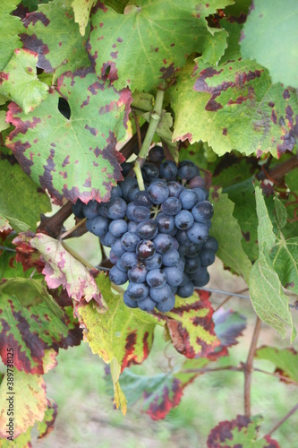 Weintrauben im Herbst.