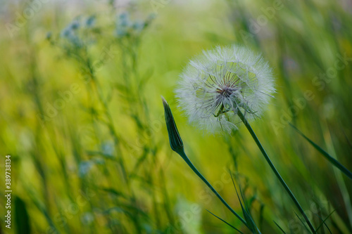  beautiful delicate white field dandelion in the grass