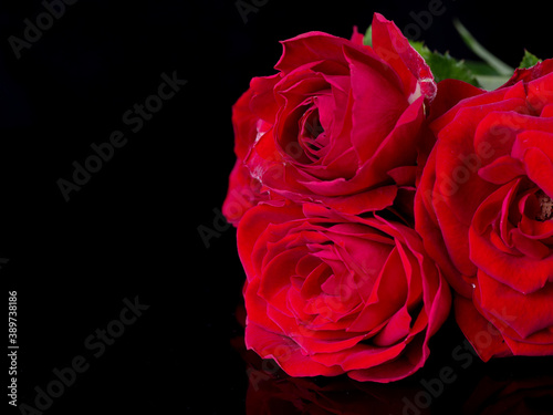 drops on roses. Abstract flower with pink   redrose on black background - Valentines  Mothers day  anniversary  condolence card. Beautiful rose. close up roses . red kamala . panorama