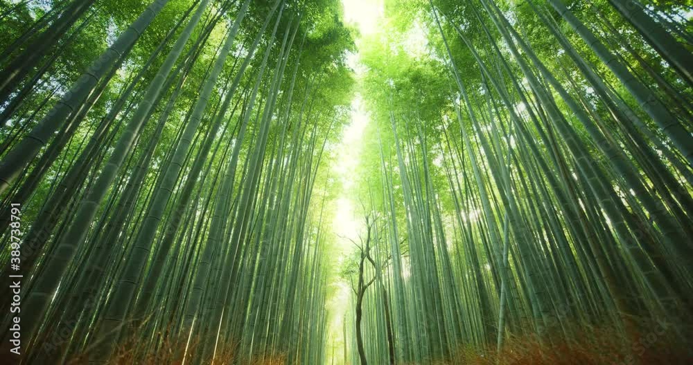 Low angle, Arashiyama Bamboo Forest in Japan Low angle, Arashiyama Bamboo Forest in Japan