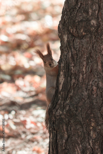 squirrel on a tree © Yaroslav