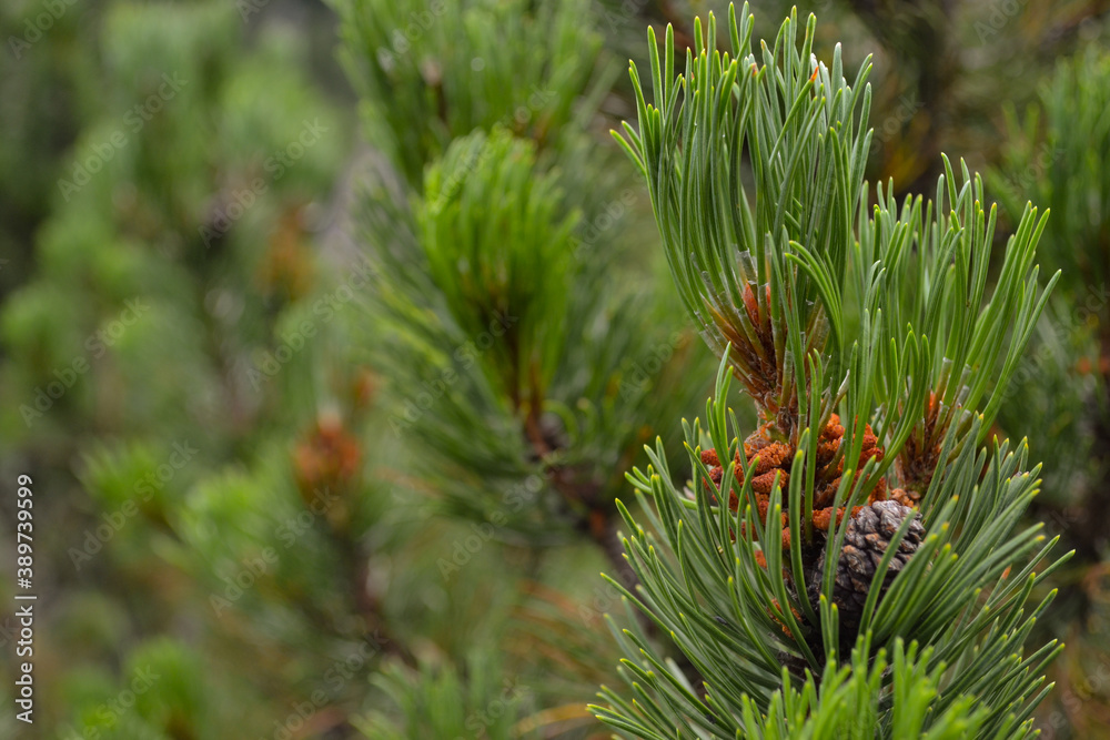 Pine cones Pine cones
