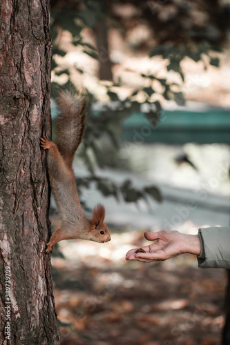 squirrel on a tree  © Yaroslav