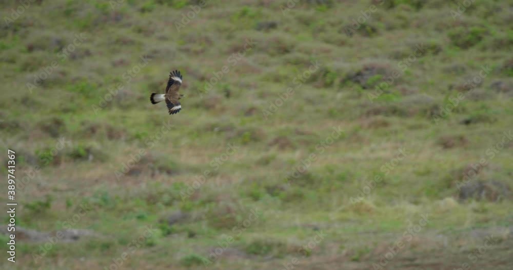 Panning shot, eagle flies over Easter Island Panning shot, eagle flies over Easter Island