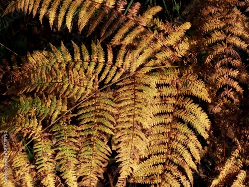 Fern leaves in autumn photo