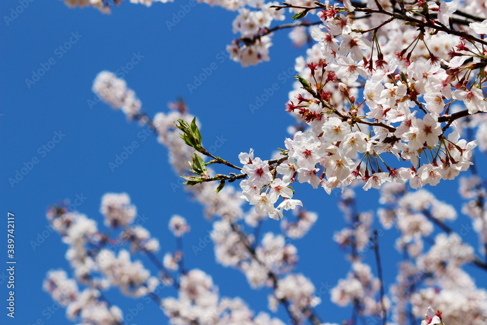 Close up photo of cherry blossoms in full bloom Close up photo of cherry blossoms in full bloom