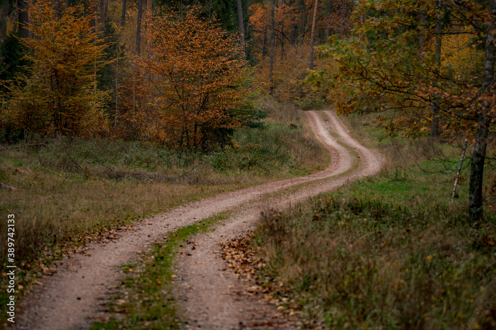 Obraz premium road in autumn forest