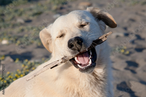 Light color dog on the beach. (Chewing stick) Close-up portrait of mongrel dog with a stick in the mouth. Pets concept. © Maria