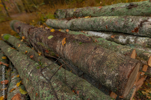 Fototapeta Naklejka Na Ścianę i Meble -  stack of logs