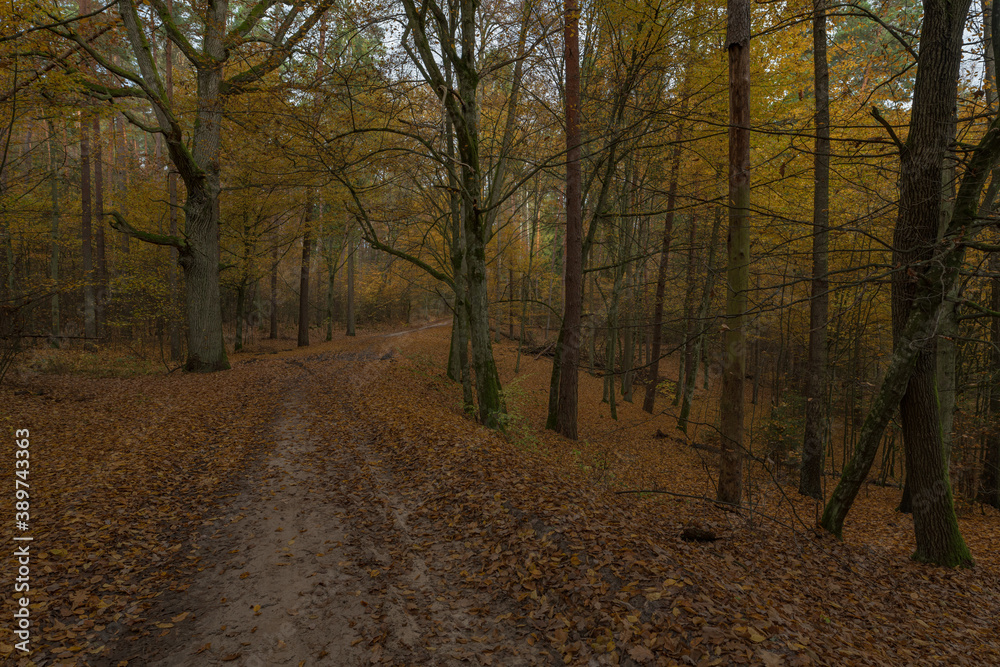 Obraz premium autumn in the forest