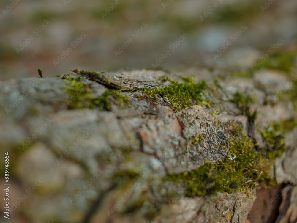 dry tree bark with a dark texture dry tree bark with a dark texture