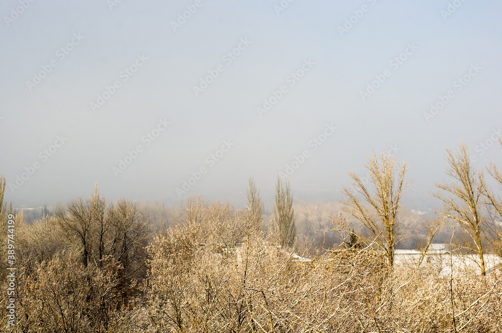 Winter urban frosty landscape - snow covered trees on foggy background